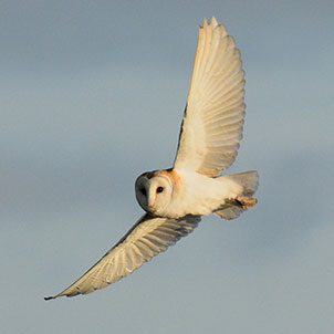 Welney Wetland Centre | WWT