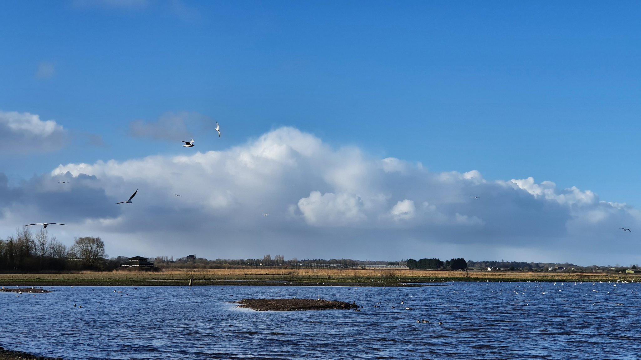 Great White Egrets