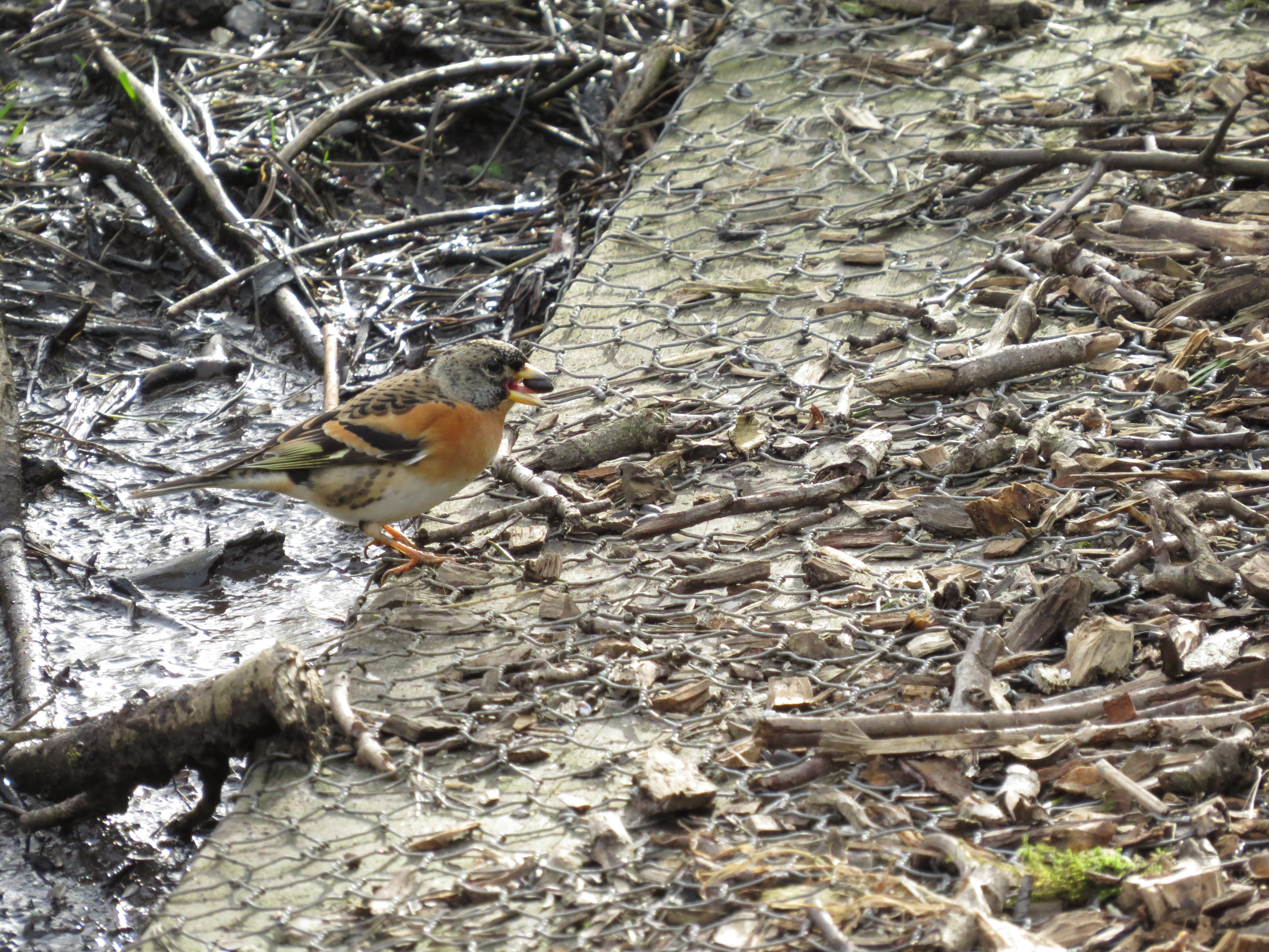 First Brambling of the Winter