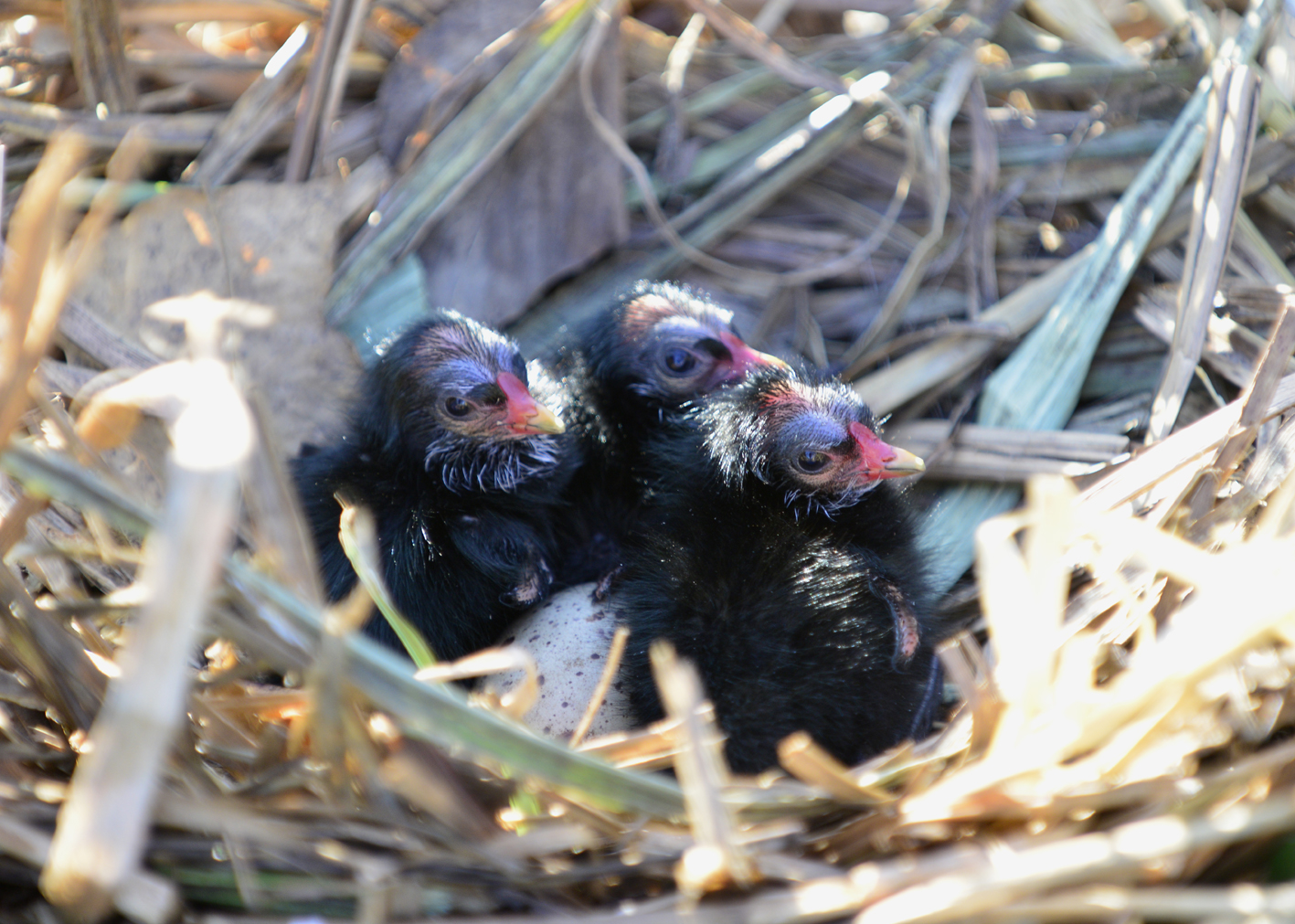Moorhen chicks a sign of spring