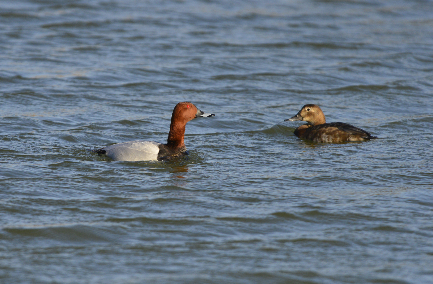 Male pochard displaying to a female as pochards pair up.