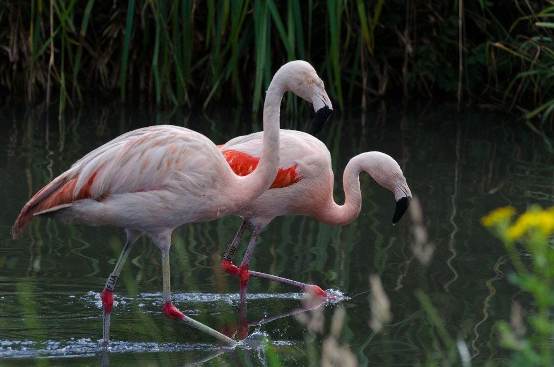 Flamingos form firm friendships 