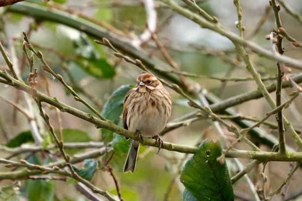 Welney sightings - 27/05/2025