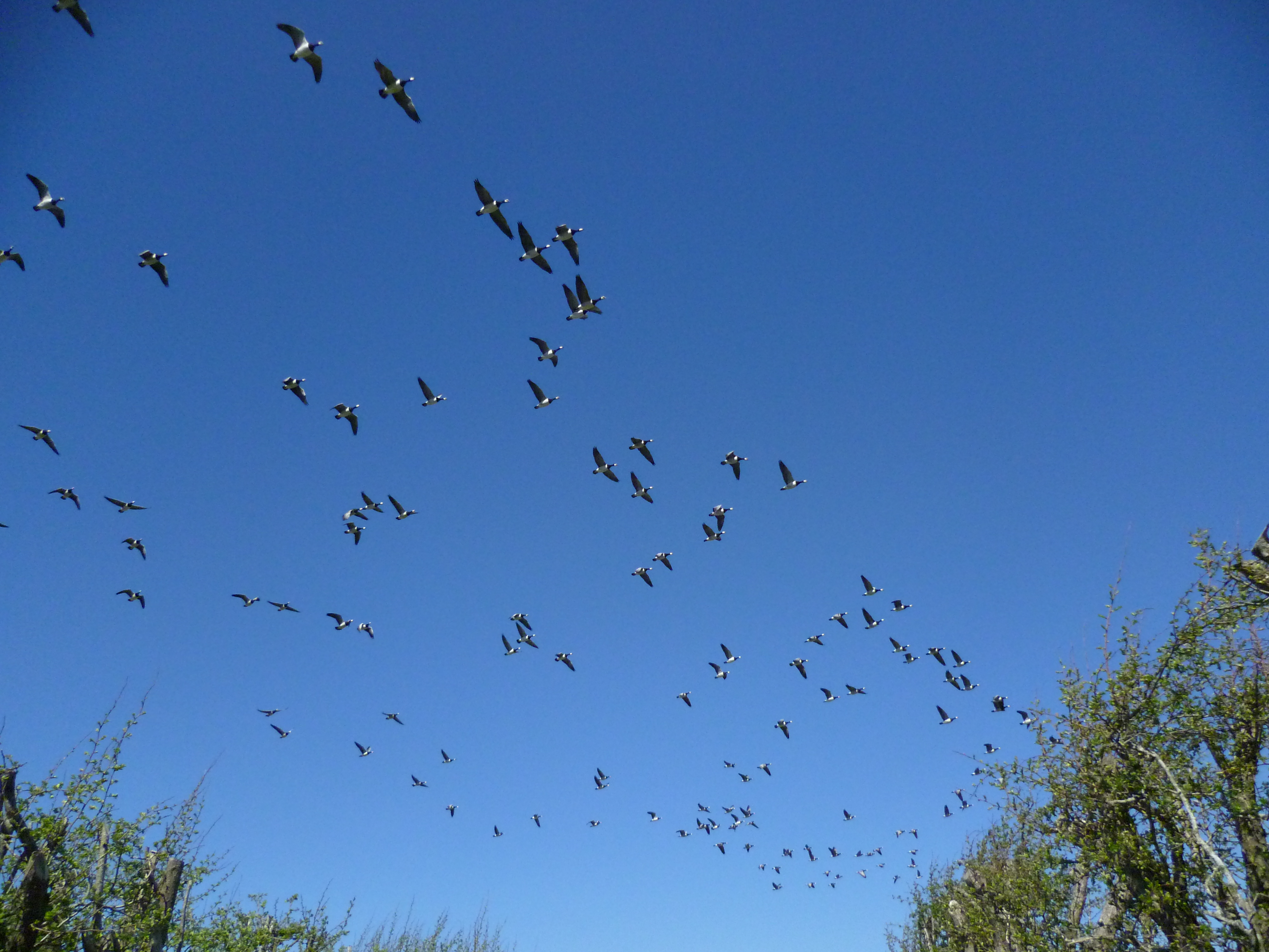 Geese are going, Spring is here