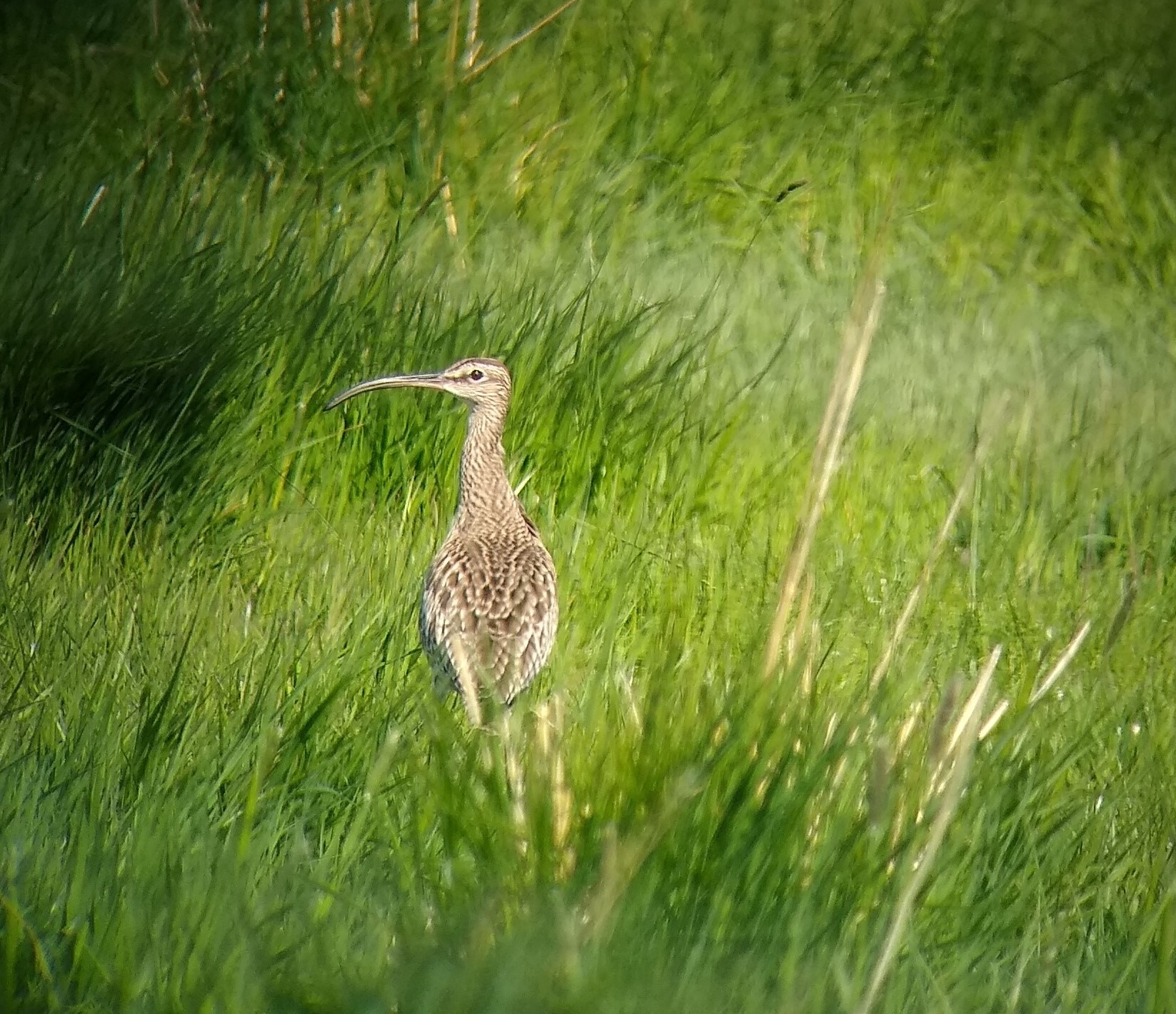 Welney sightings - 02/05/2020