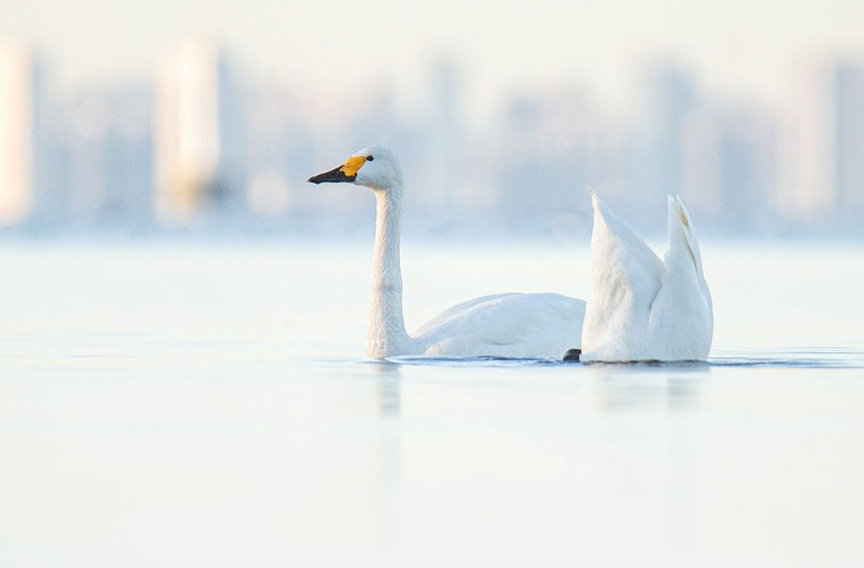 Protecting our Bewick’s on the Tundra despite the global lockdown