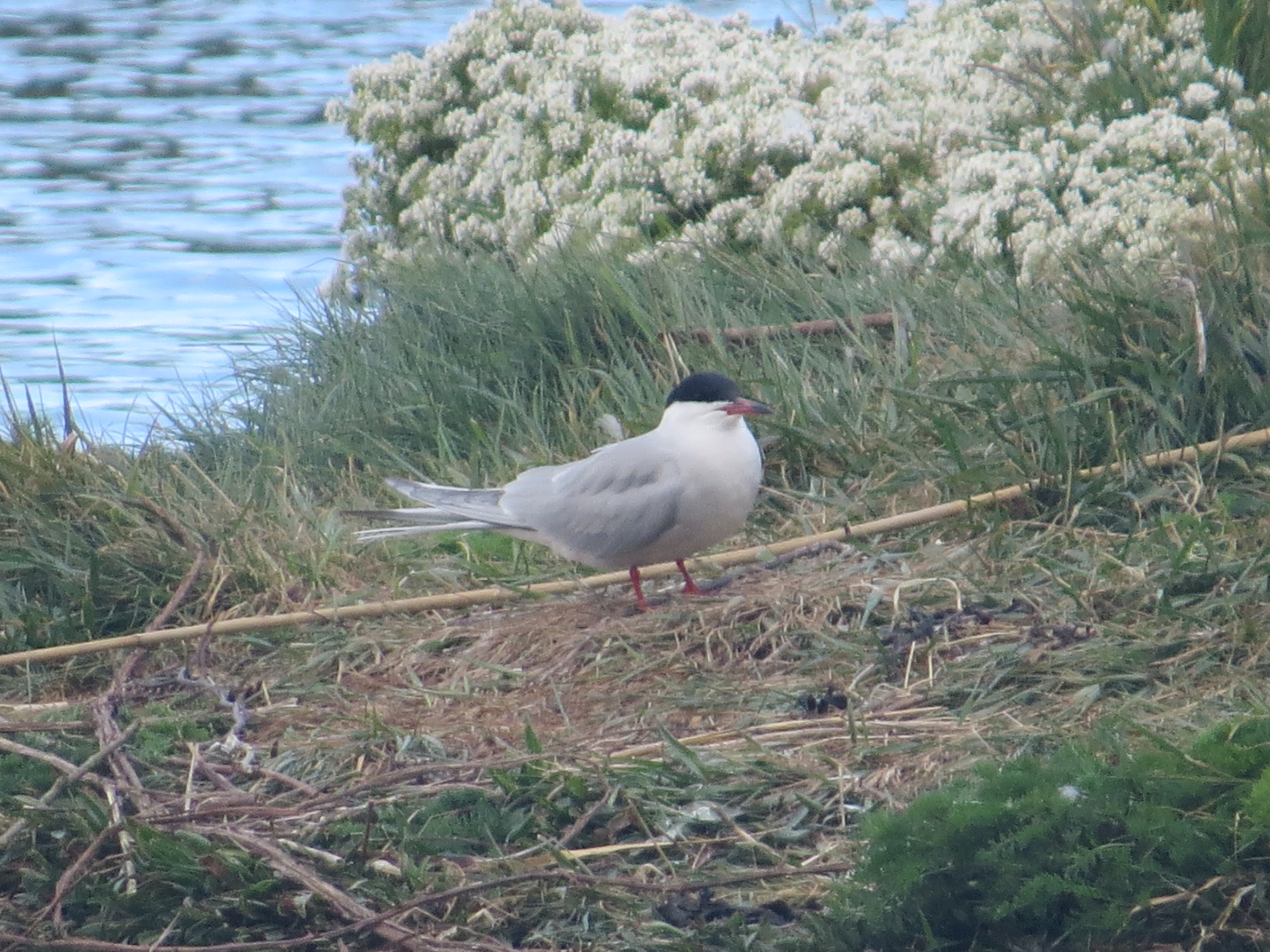 Tern on the island in the Saline Lagoon