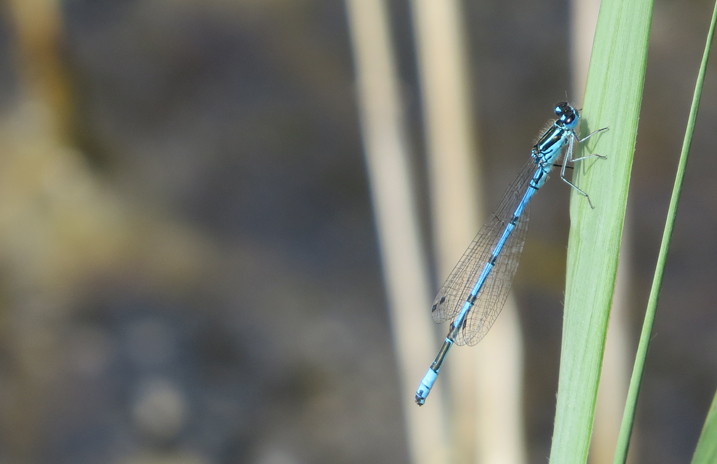 Welney sightings - 14/05/2020