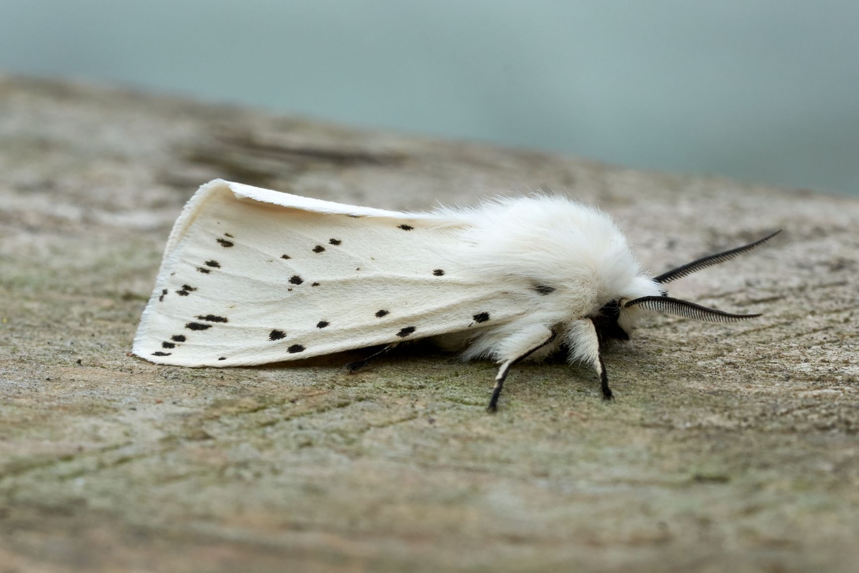 Moth Species List - 27/05/2025