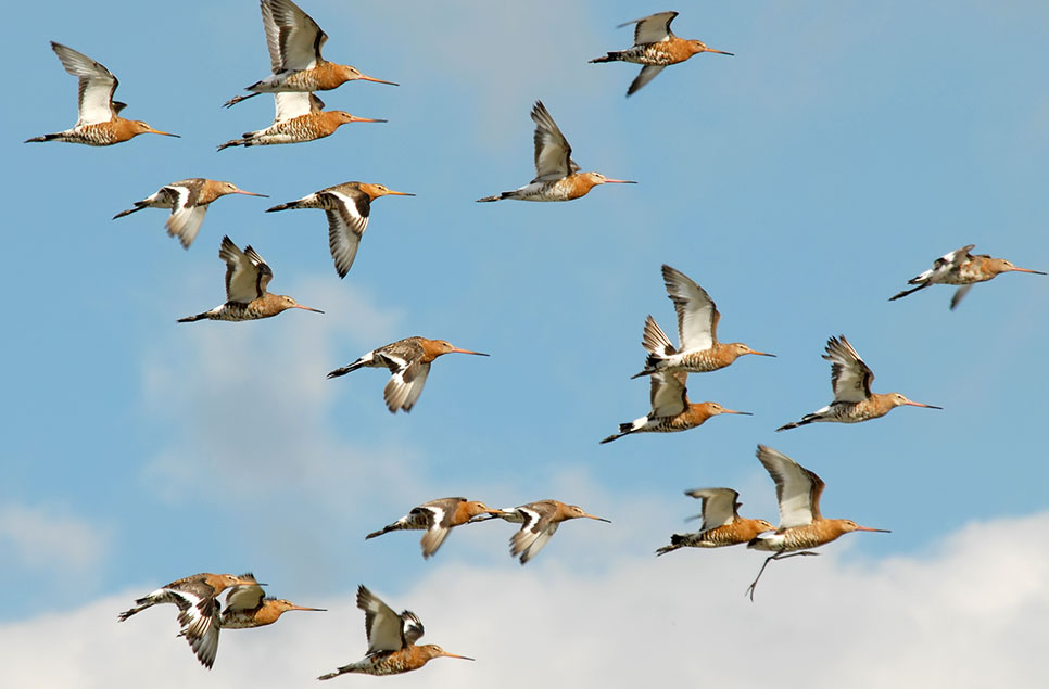 Welcome home! Black-tailed godwits return to WWT Welney