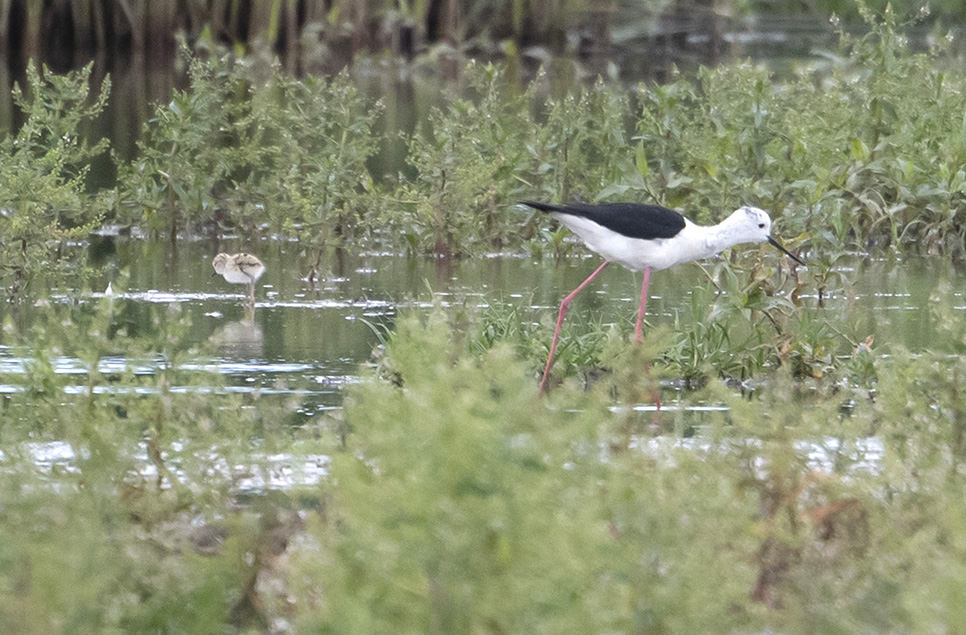 Rare wading bird breeds at Somerset reserve in miracle first