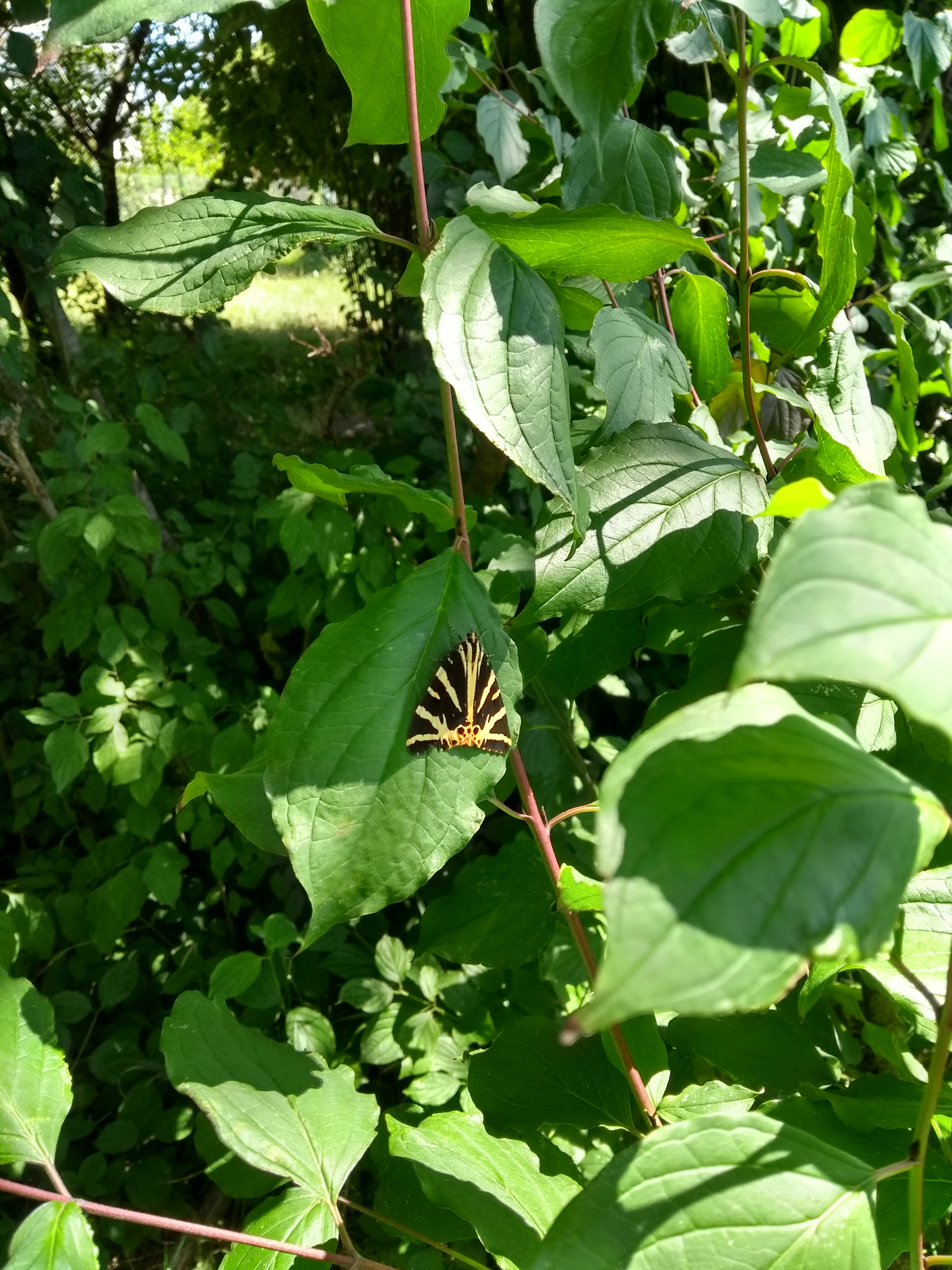 Jersey Tiger moth Adam Salmon July 2020.jpg