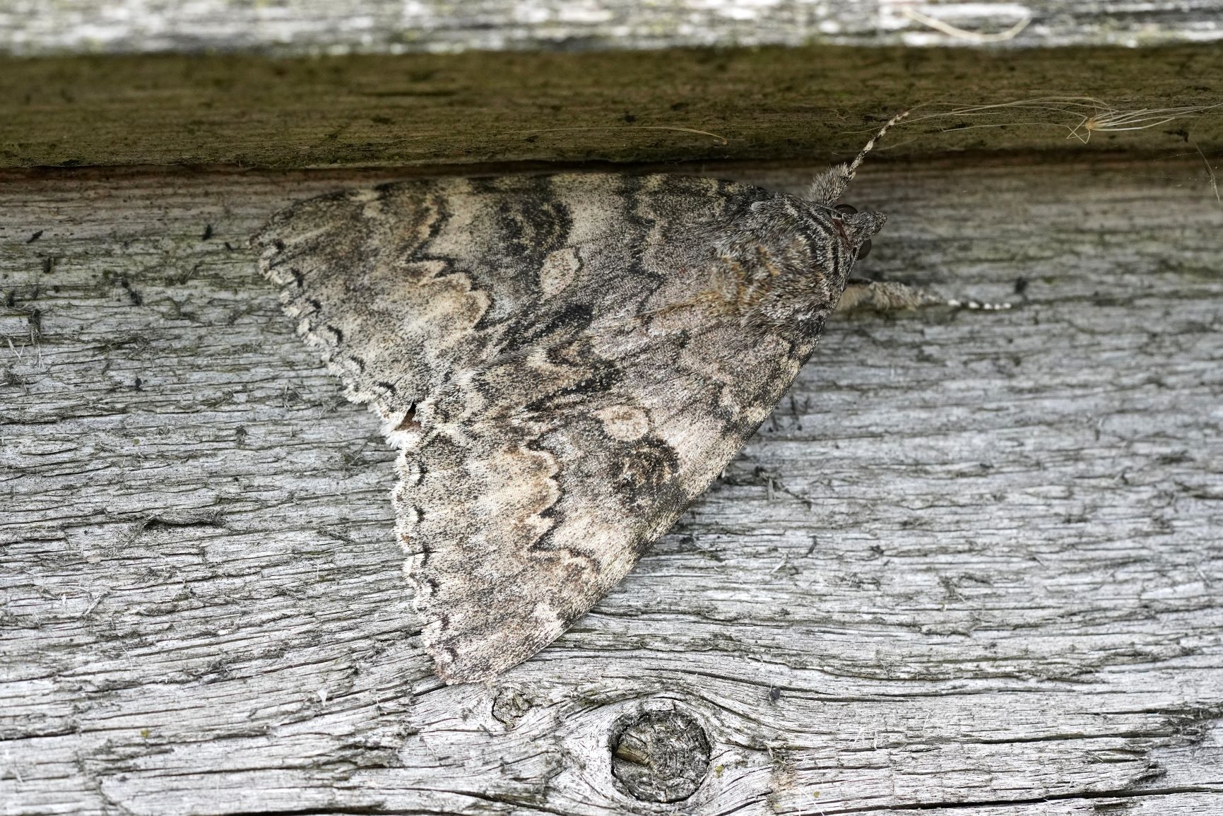 WE Red Underwing moths on visitor centre Kim Tarsey (2)-scr.jpg
