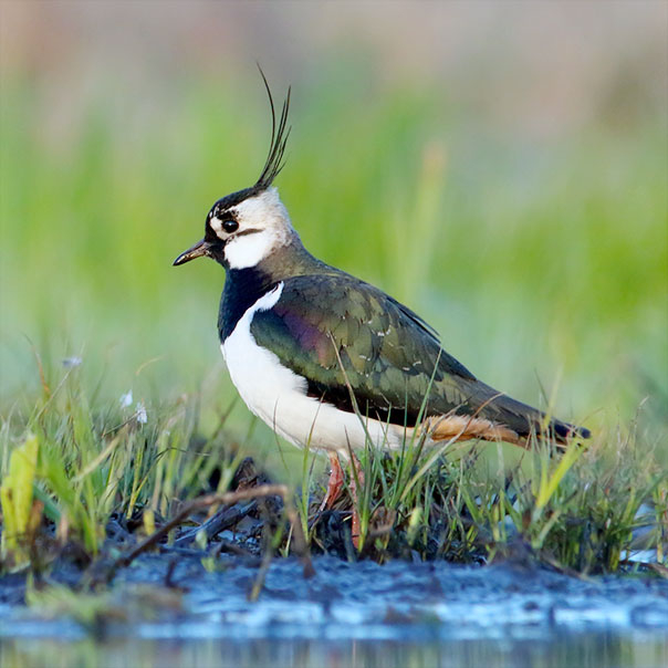 Castle Espie Wetland Centre | WWT