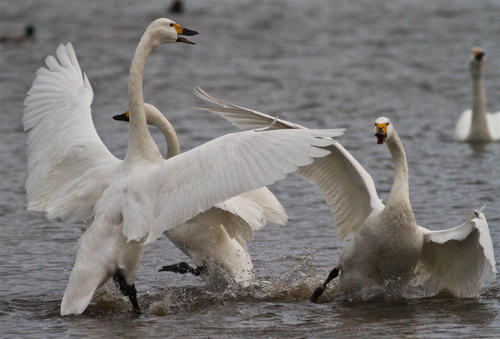 Swans reserve aggression for each other, new research has found