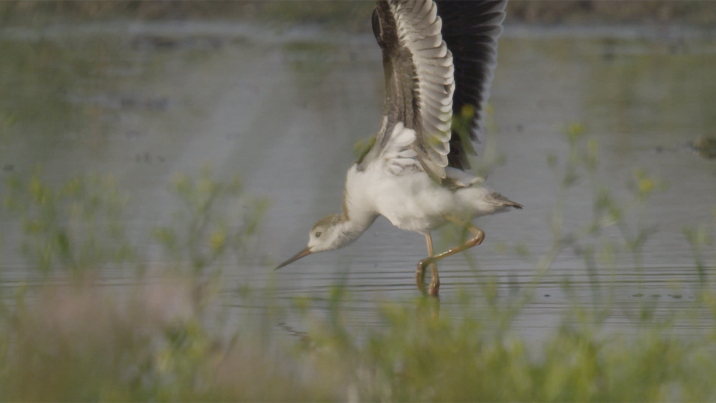 The only black-winged stilts to hatch in the UK this year have successfully fledged in Somerset