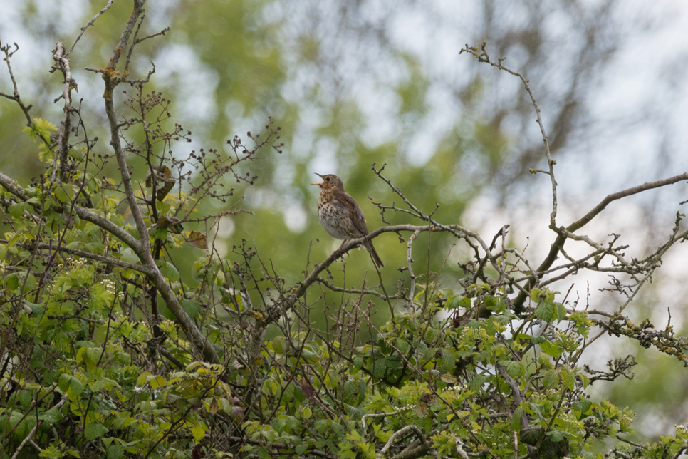 Wildlife Sighting - 24/10/2024