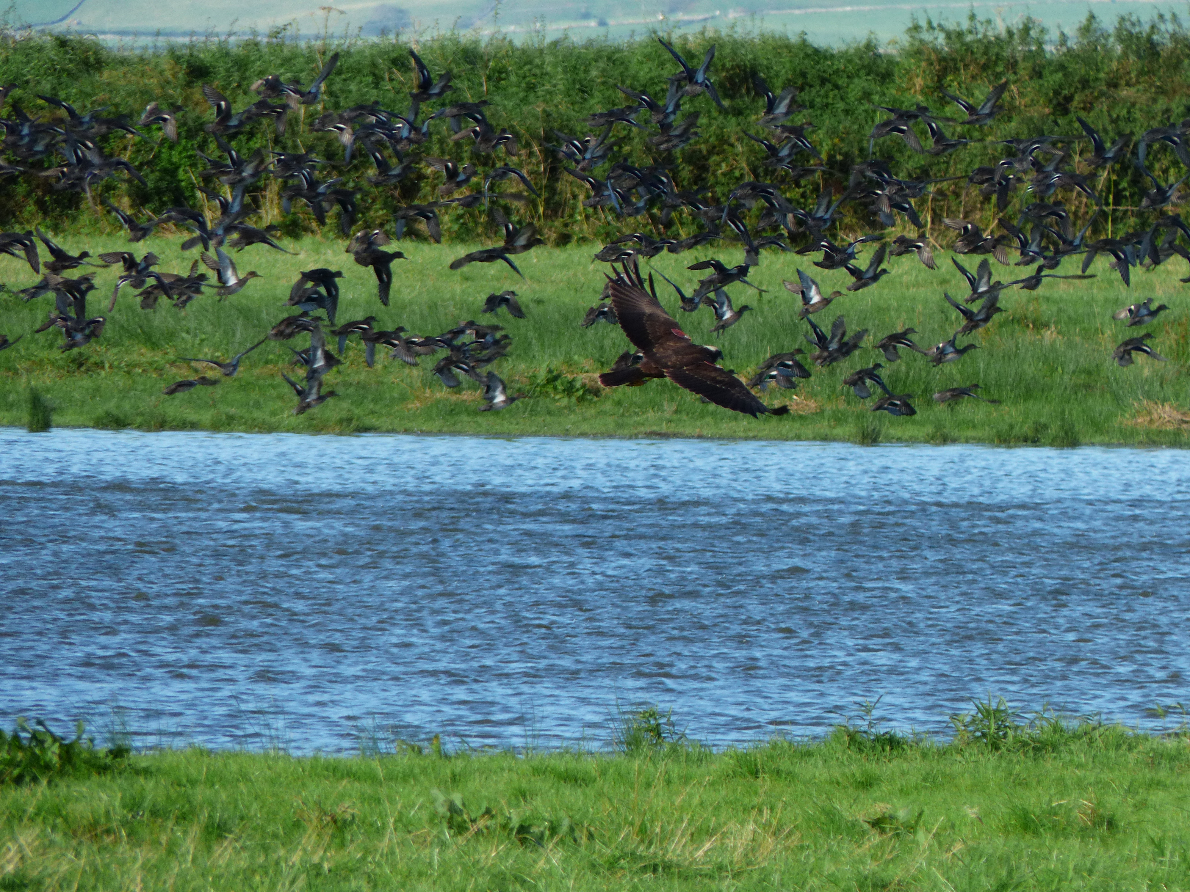 Marsh Harrier over Folly Pond