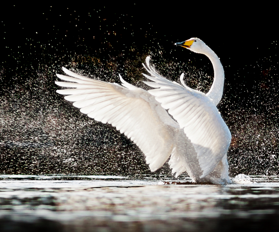 EU countries choose health over poison in historic vote to ban lead shot in wetlands