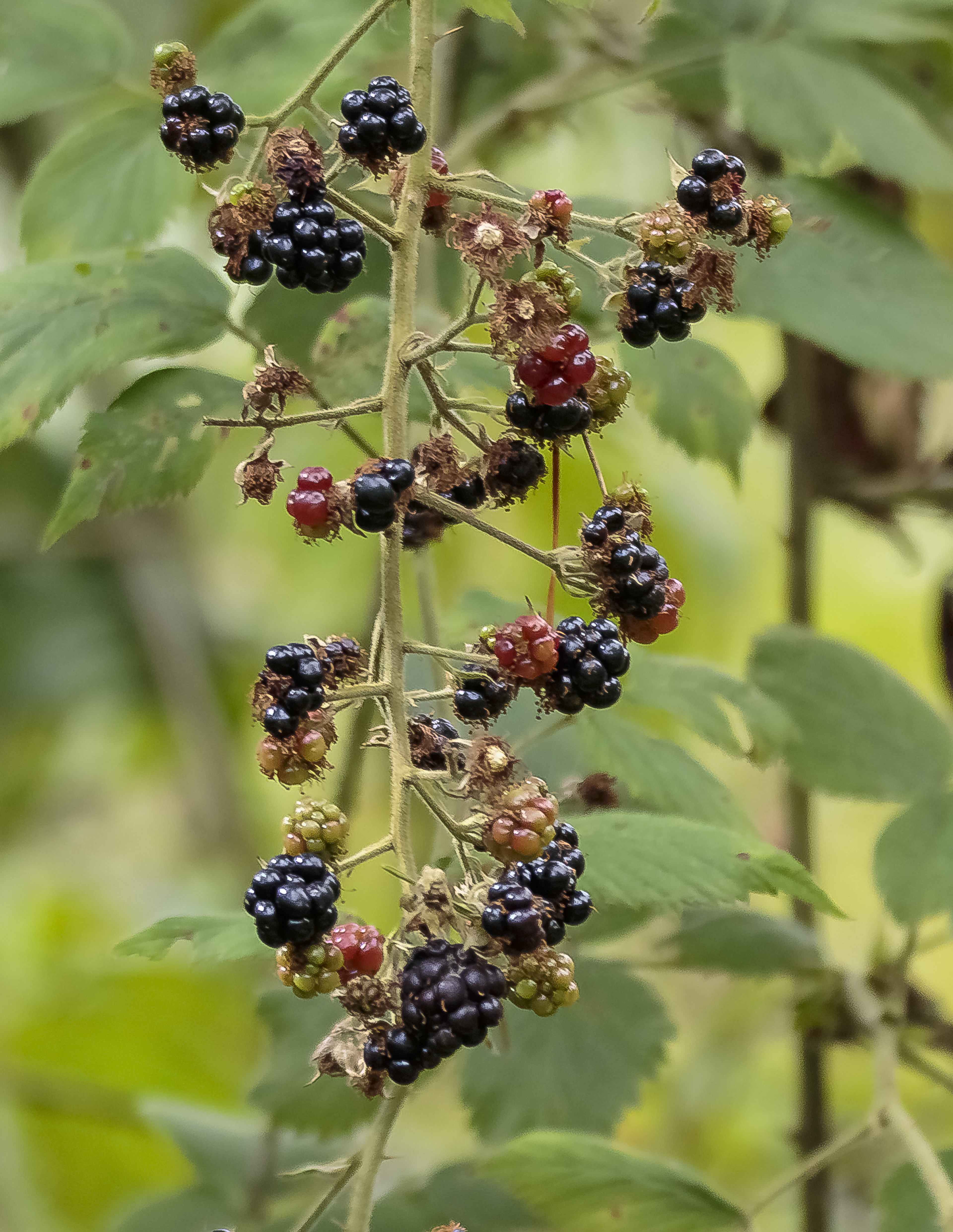 blackberries credit alex hillier (12).jpg
