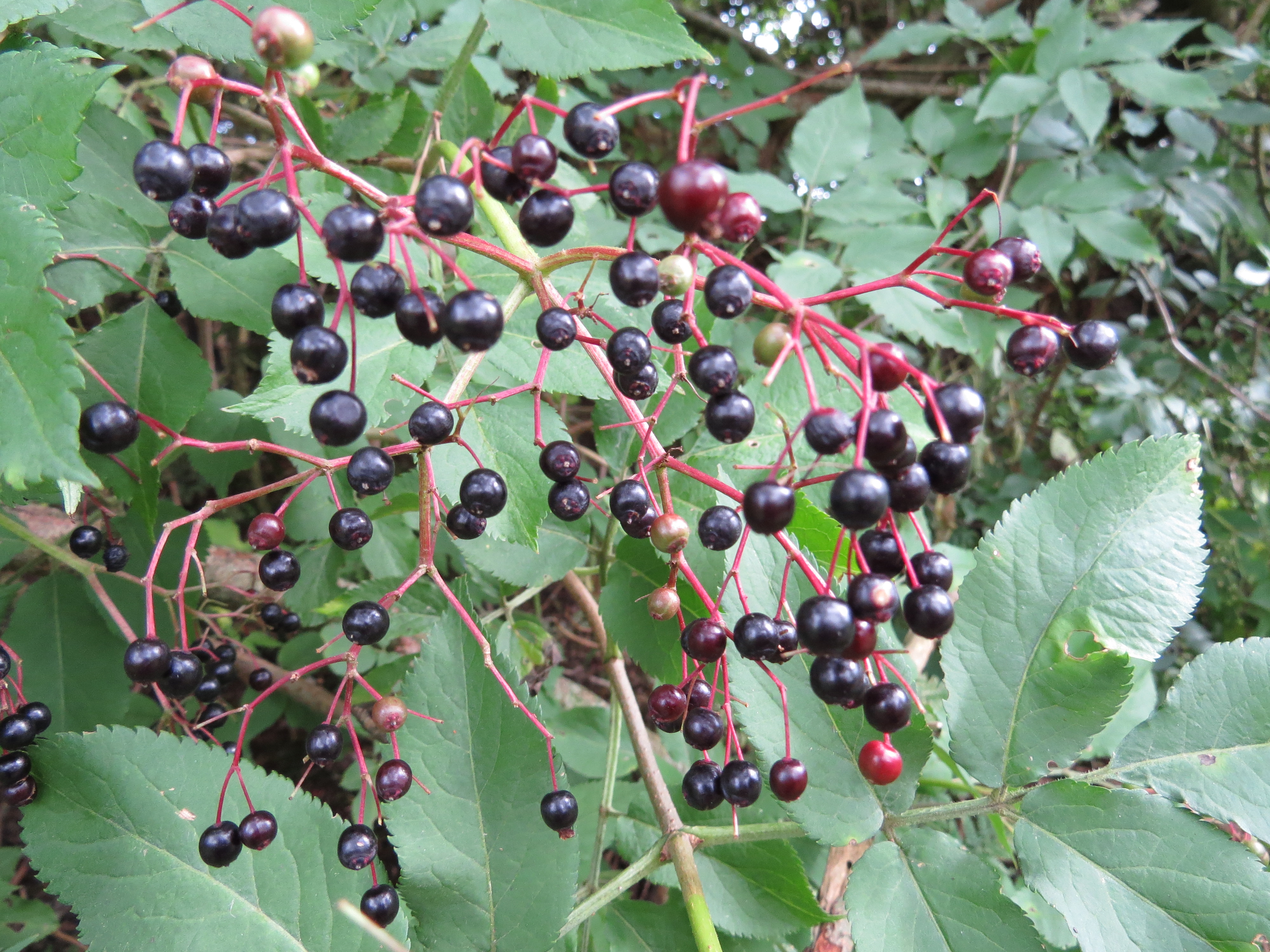 Elderberries - no photographer name (2).JPG