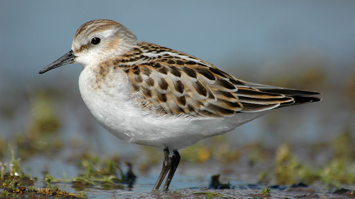 American Wigeon, Little Gull, Little Stint, Garganey, Otters, and more!