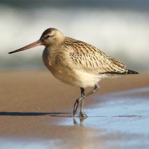 UK Wading Birds | WWT