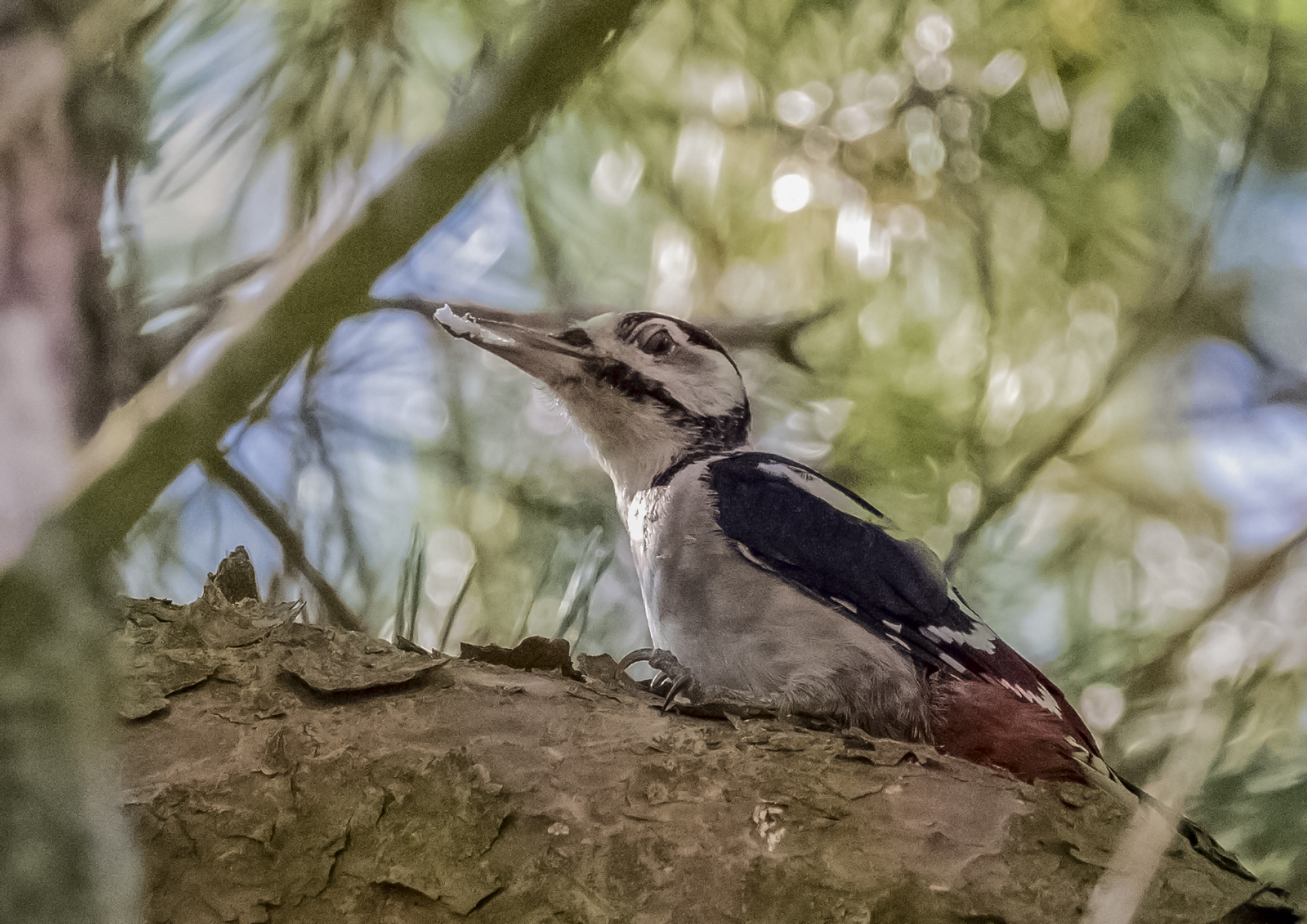 Great Spotted Woodpecker Versus Sparrowhawk