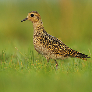 Wading birds found in UK wetlands | WWT