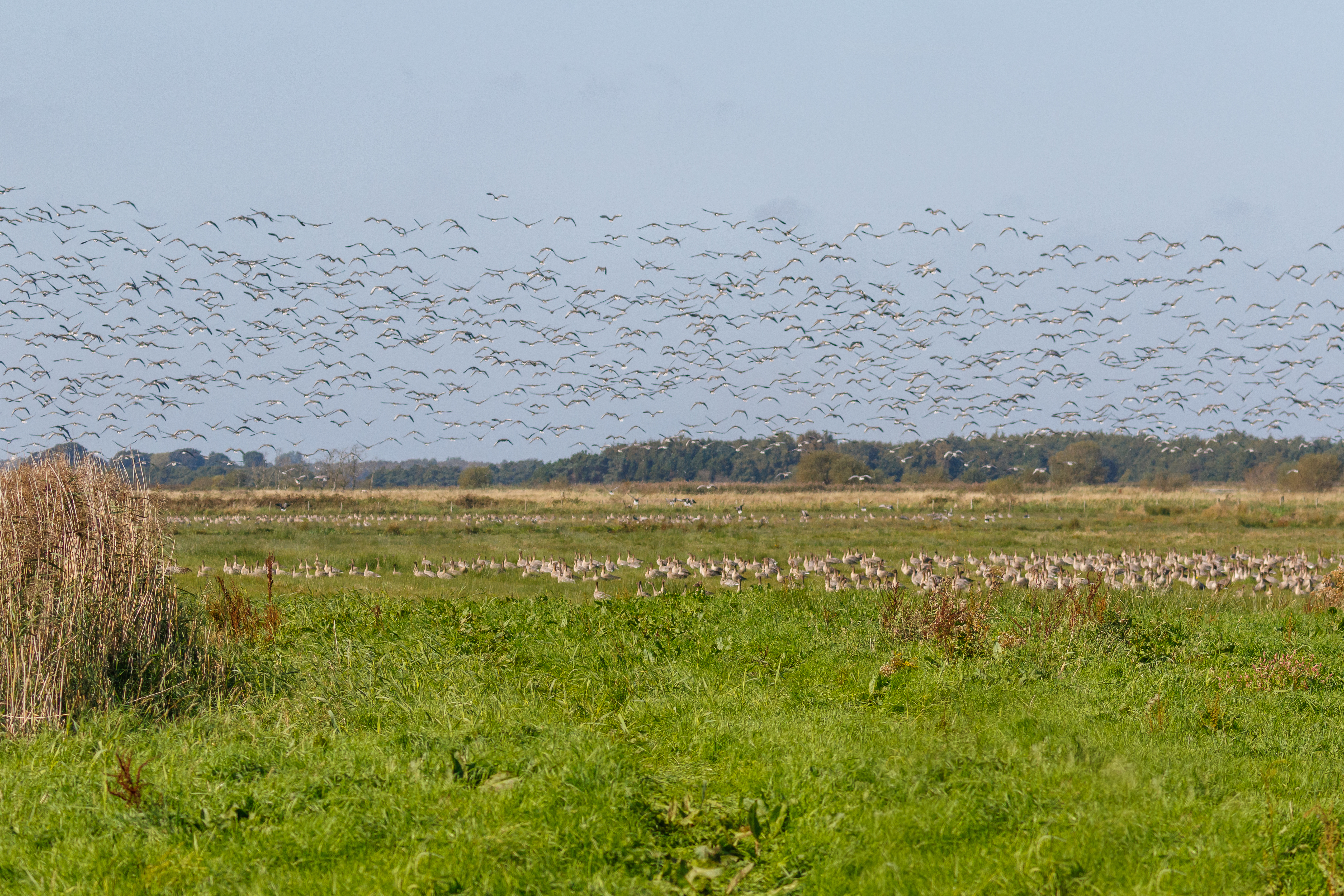 Fall for nature’s spectacle at WWT Martin Mere this autumn