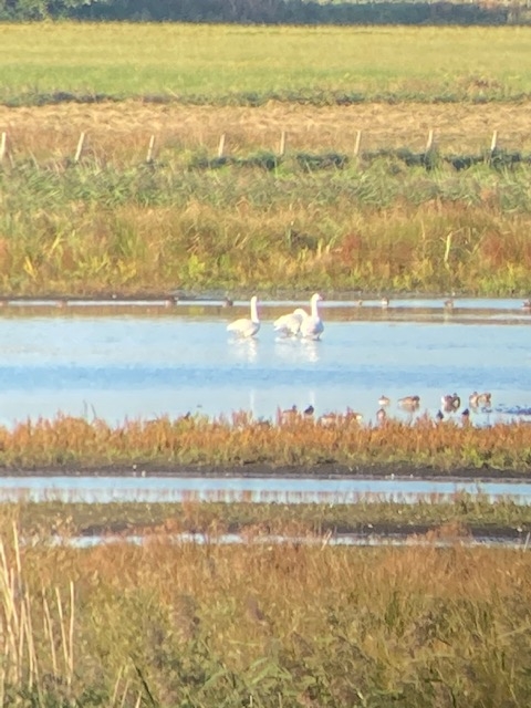 First whooper swans arrive