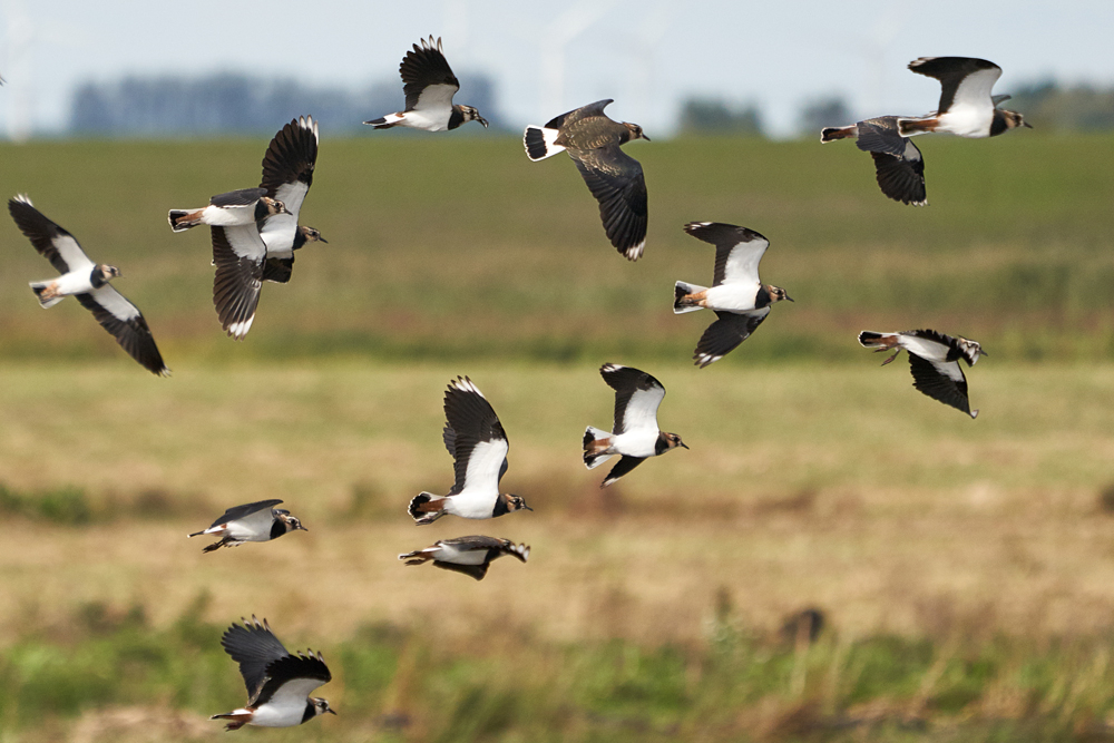 WE Lapwing flocks October 19 Kim Tarsey (9)-scr.jpg