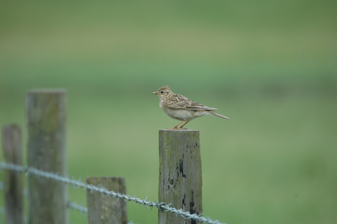 Wildlife Sightings for 31st October 2024