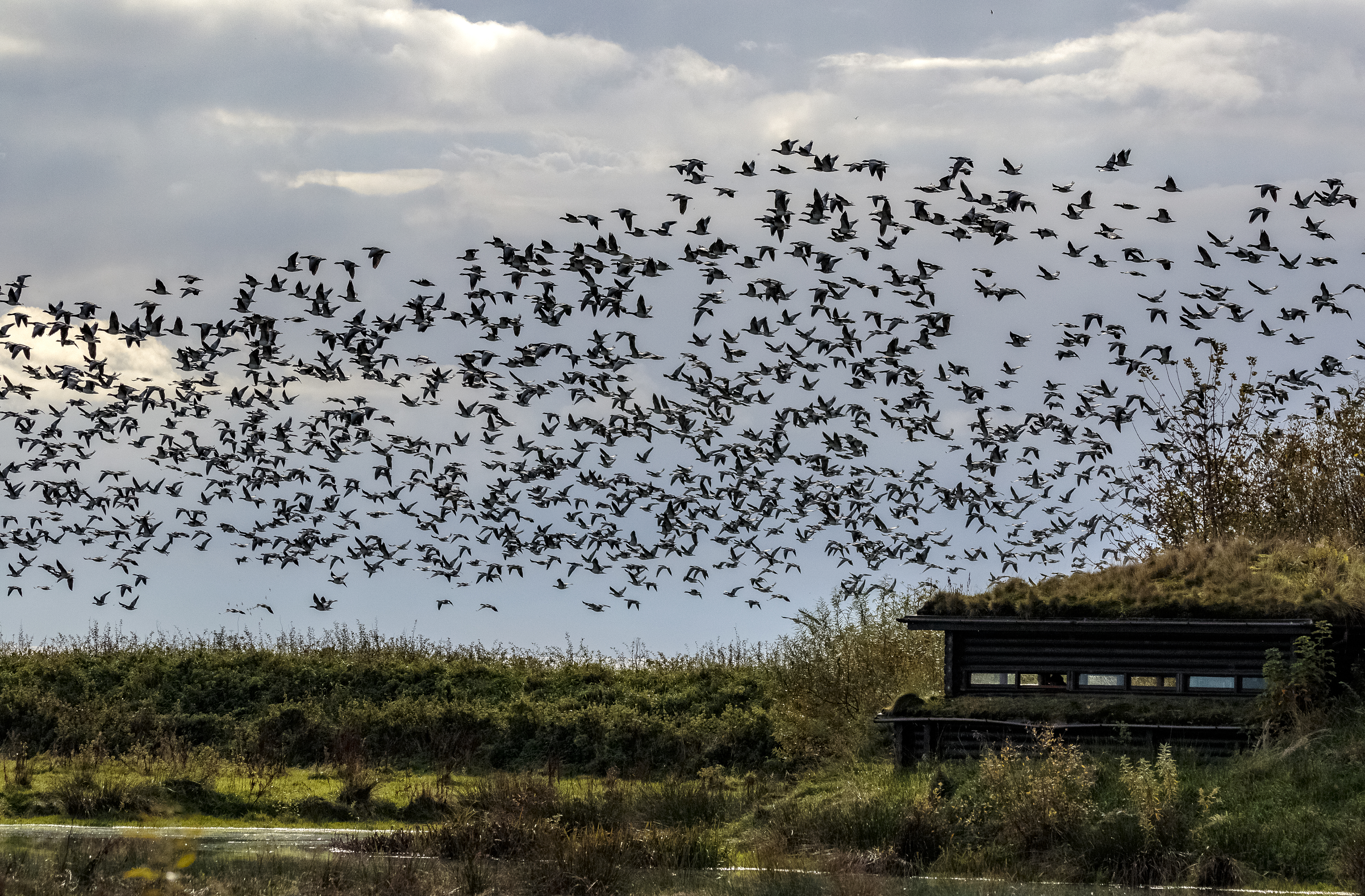 Fall for nature’s spectacle at WWT Caerlaverock Wetland Centre this autumn