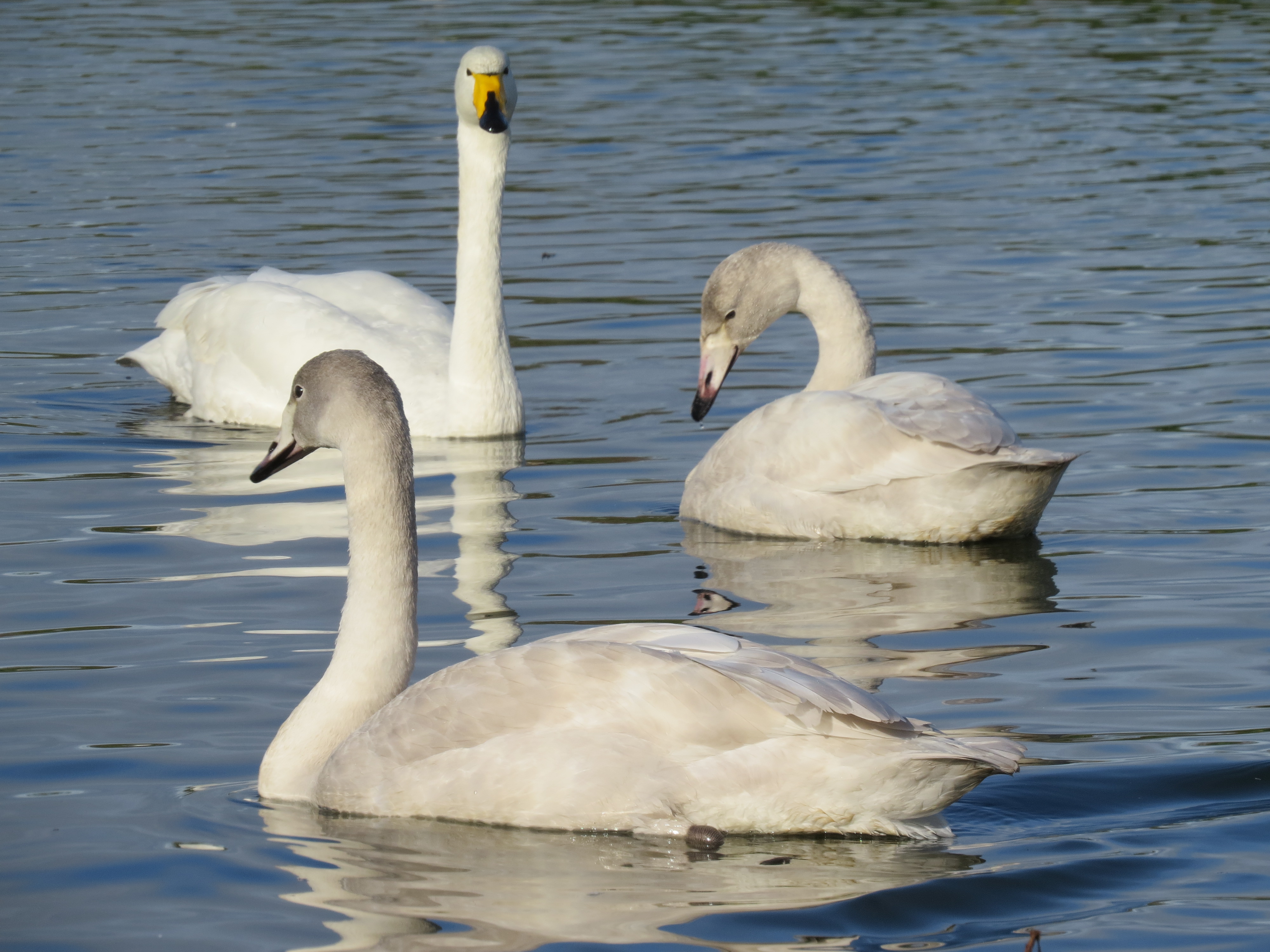 First Whooper Swan Family Returns