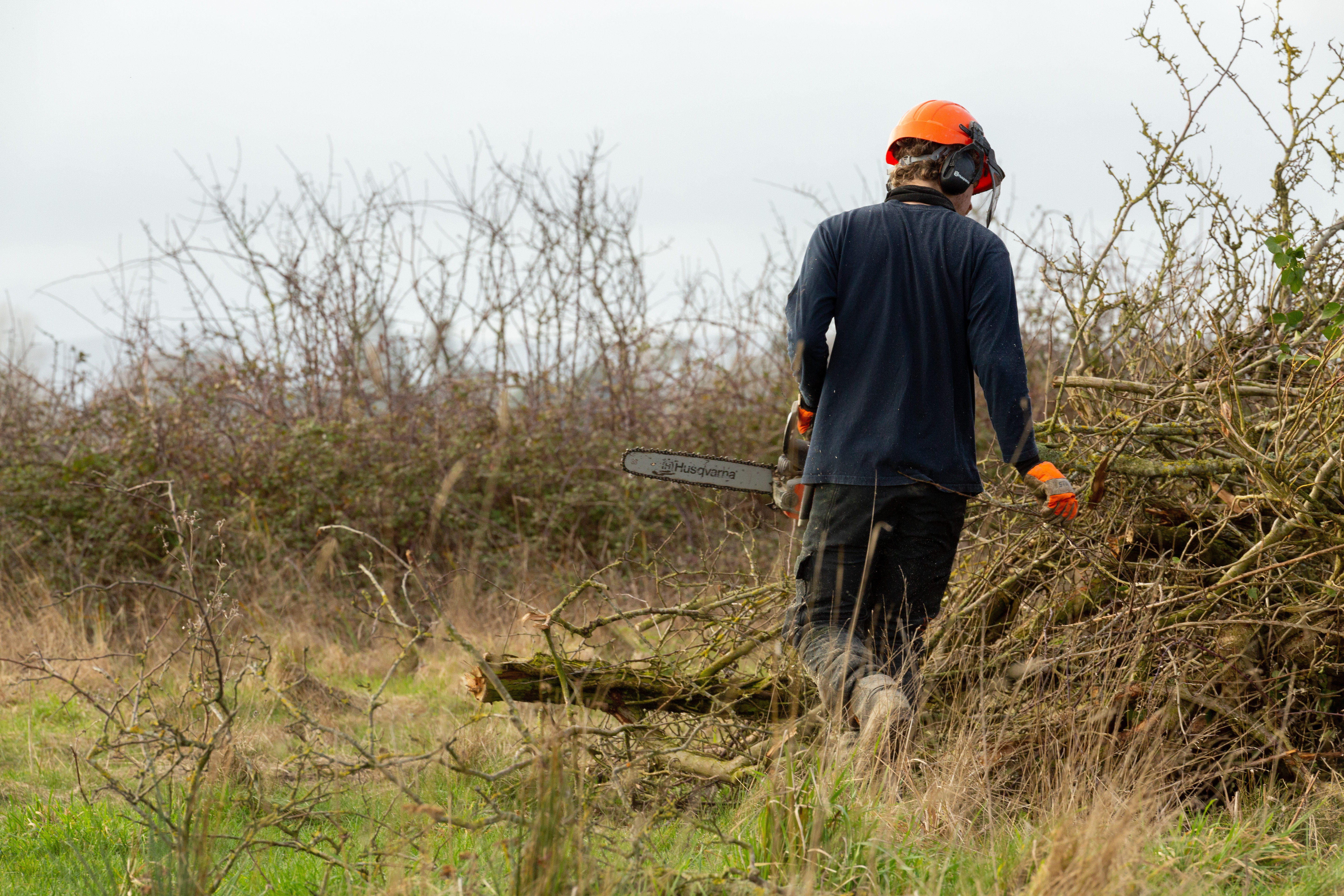 Tree works - October 2020