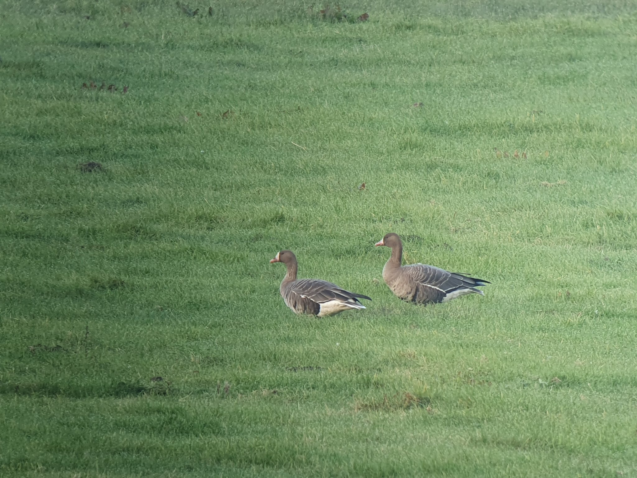 Our first White-fronts have landed