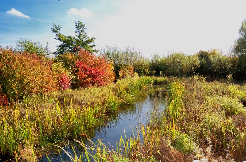 Fall for  London Wetland Centre this autumn