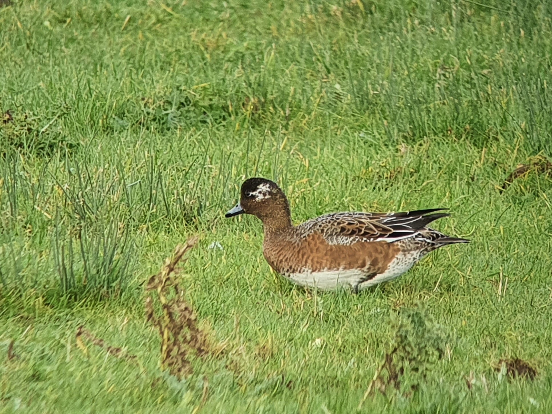 Wigeon on the move