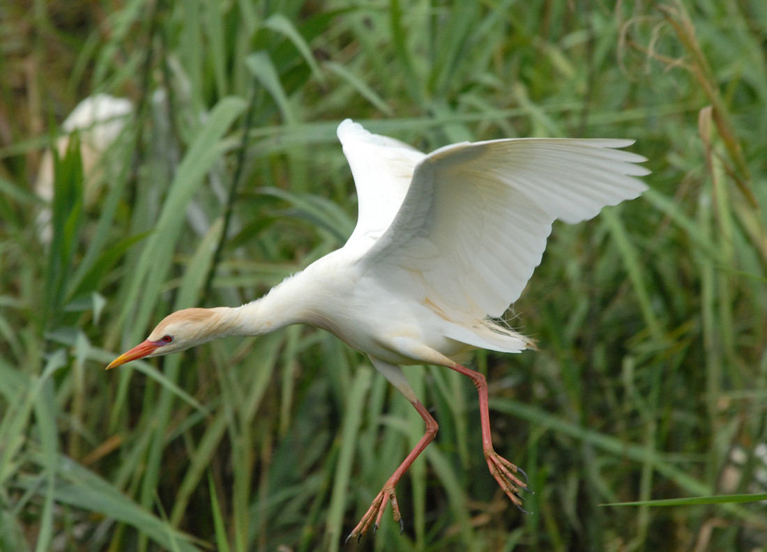 First ever sighting of Cattle Egret recorded at Castle Espie Wetland Centre