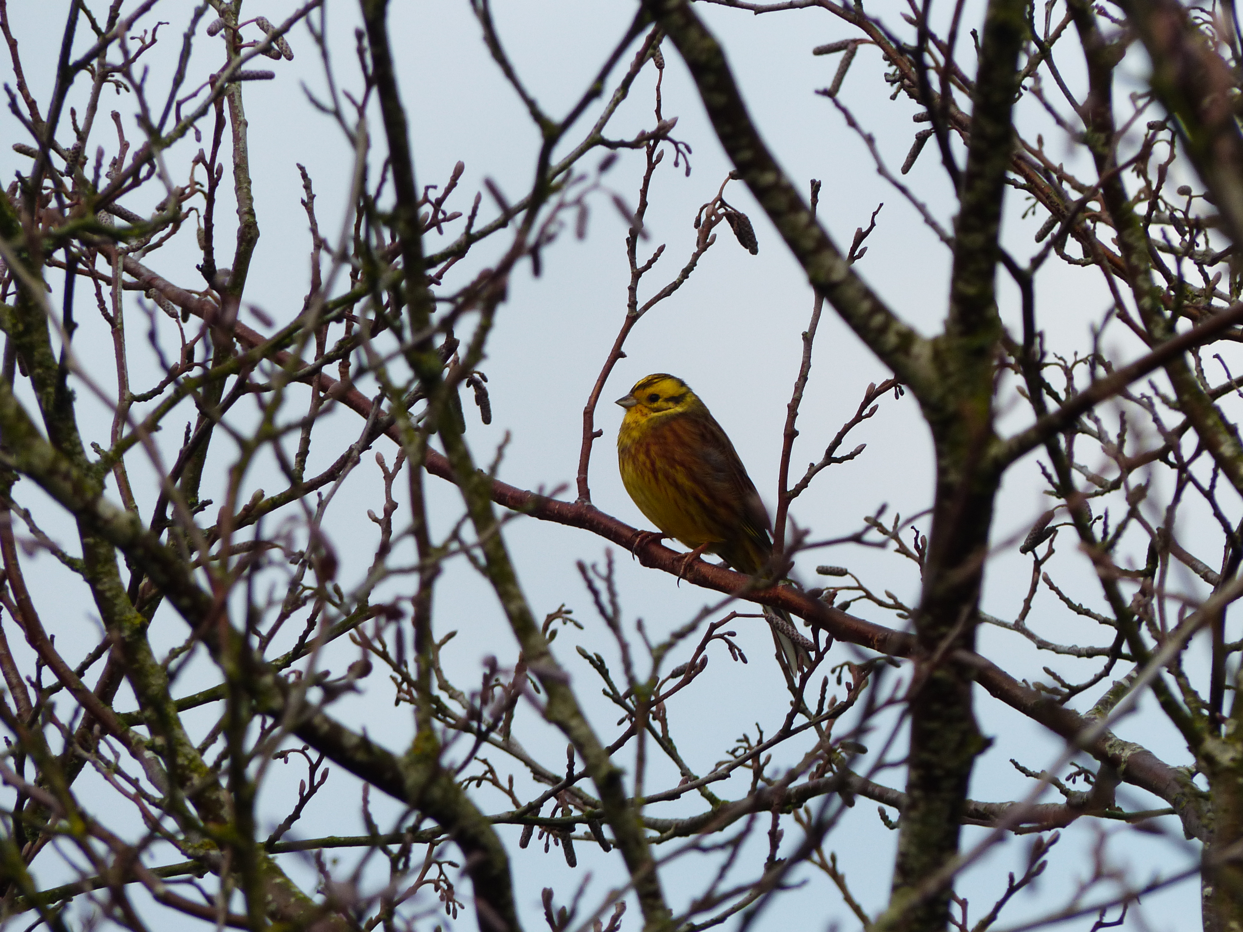 Yellowhammer in Hedgerows