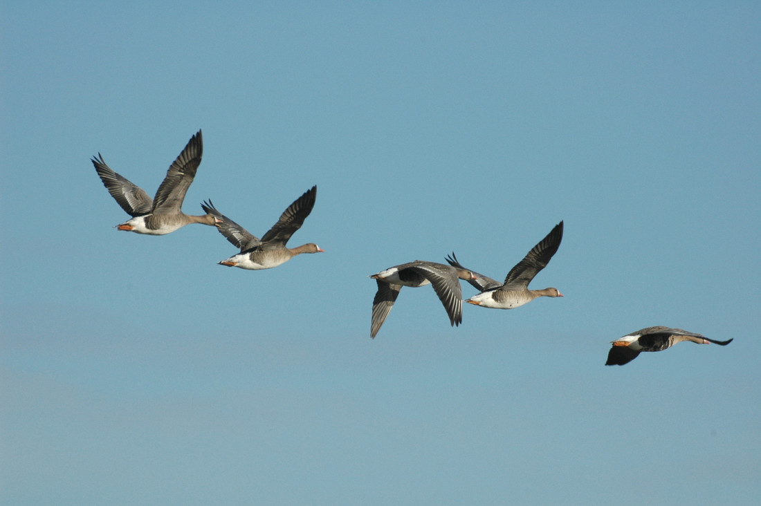 Wildlife sightings for 30th November 2020