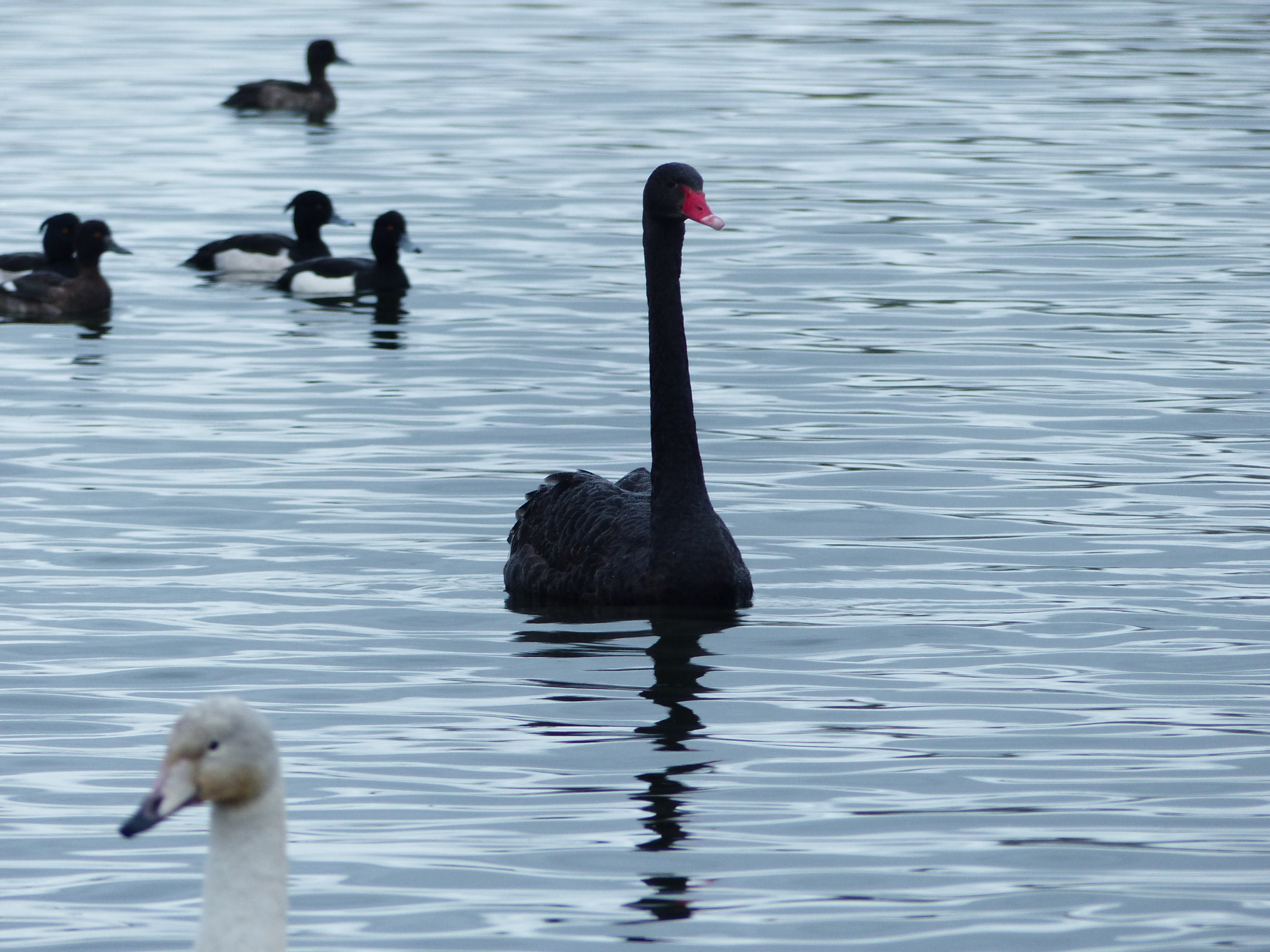 Black Swan on Whooper Pond