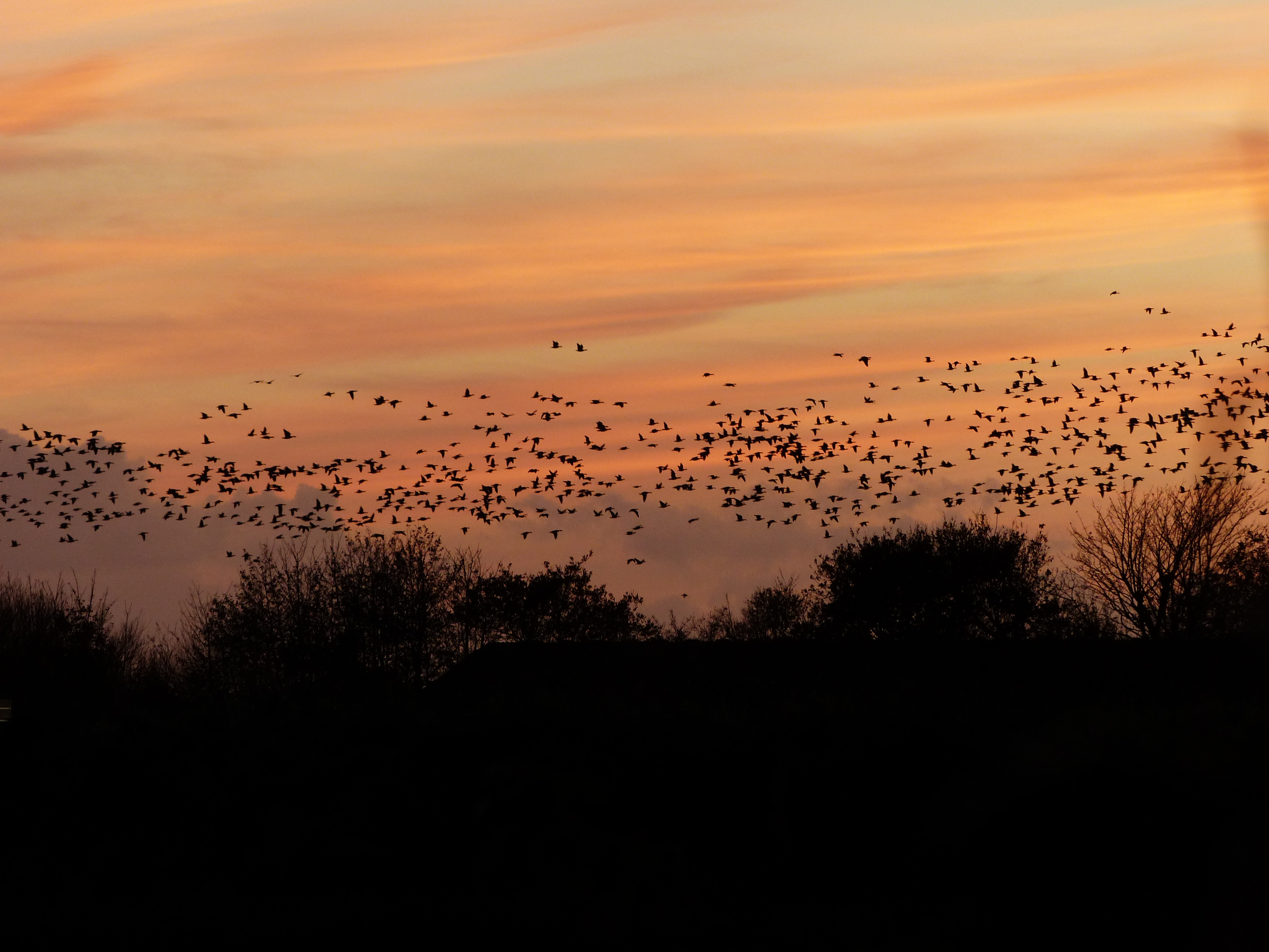 Barnacle geese at sunset_credit Faith Hillier (2).JPG