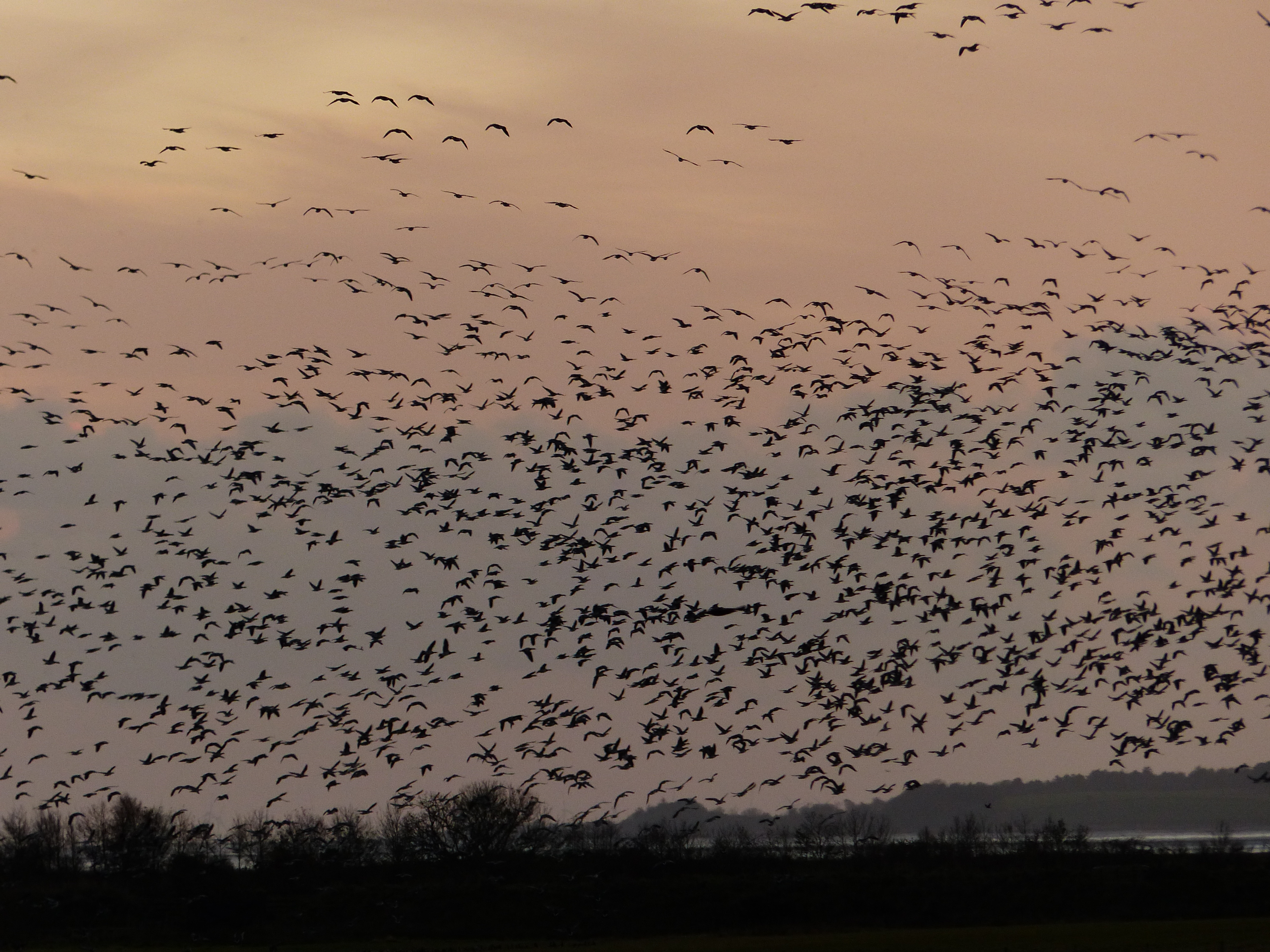 Barnacle geese at sunset_credit Faith Hillier (3).JPG