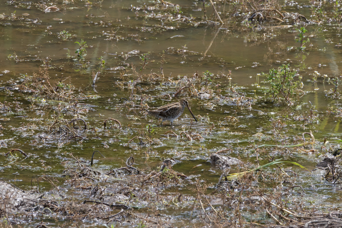 Upcoming habitat management works on the reserve August 2024