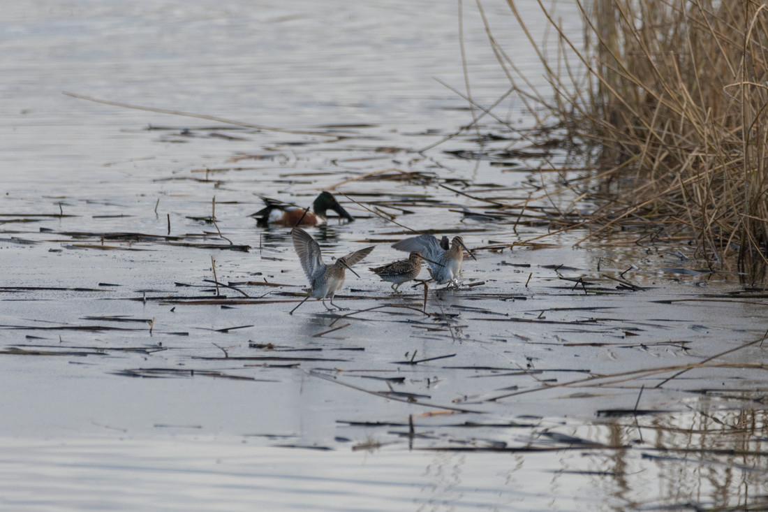 Snipe on frozen water by Alec Taylor WWT.jpg