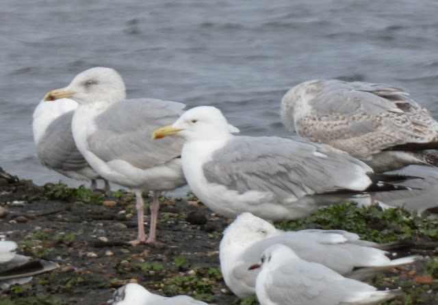 Wildlife sightings for 20th December 2020