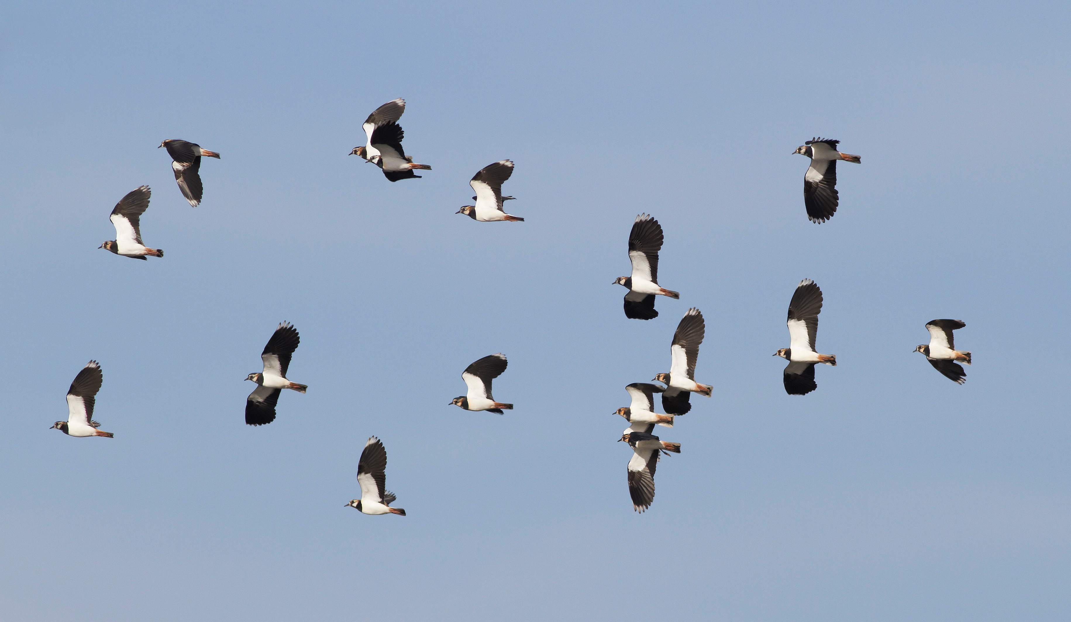 Lots of lapwing from Ramsar & Sand martin hides