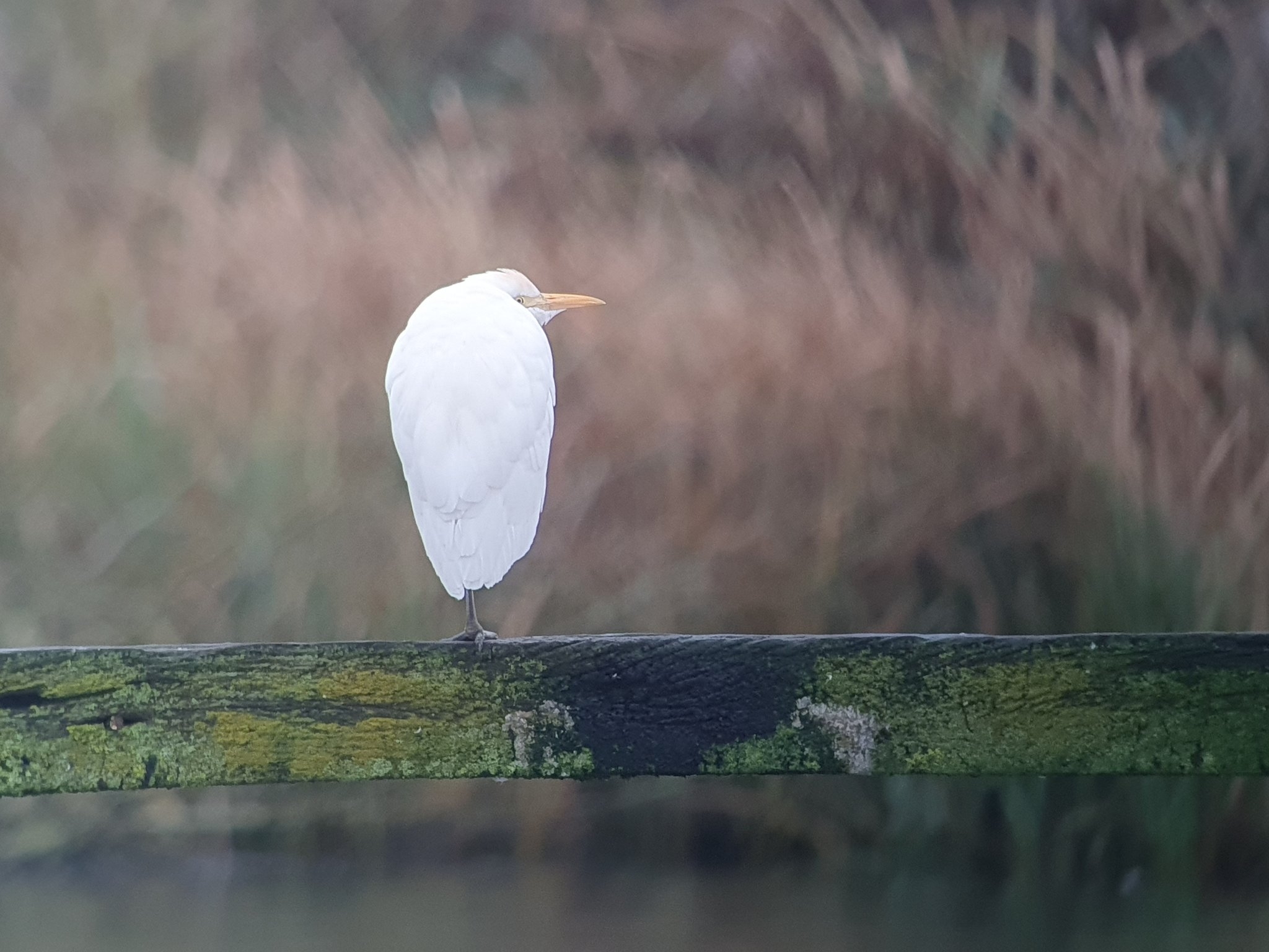 Counting Cattle Egrets